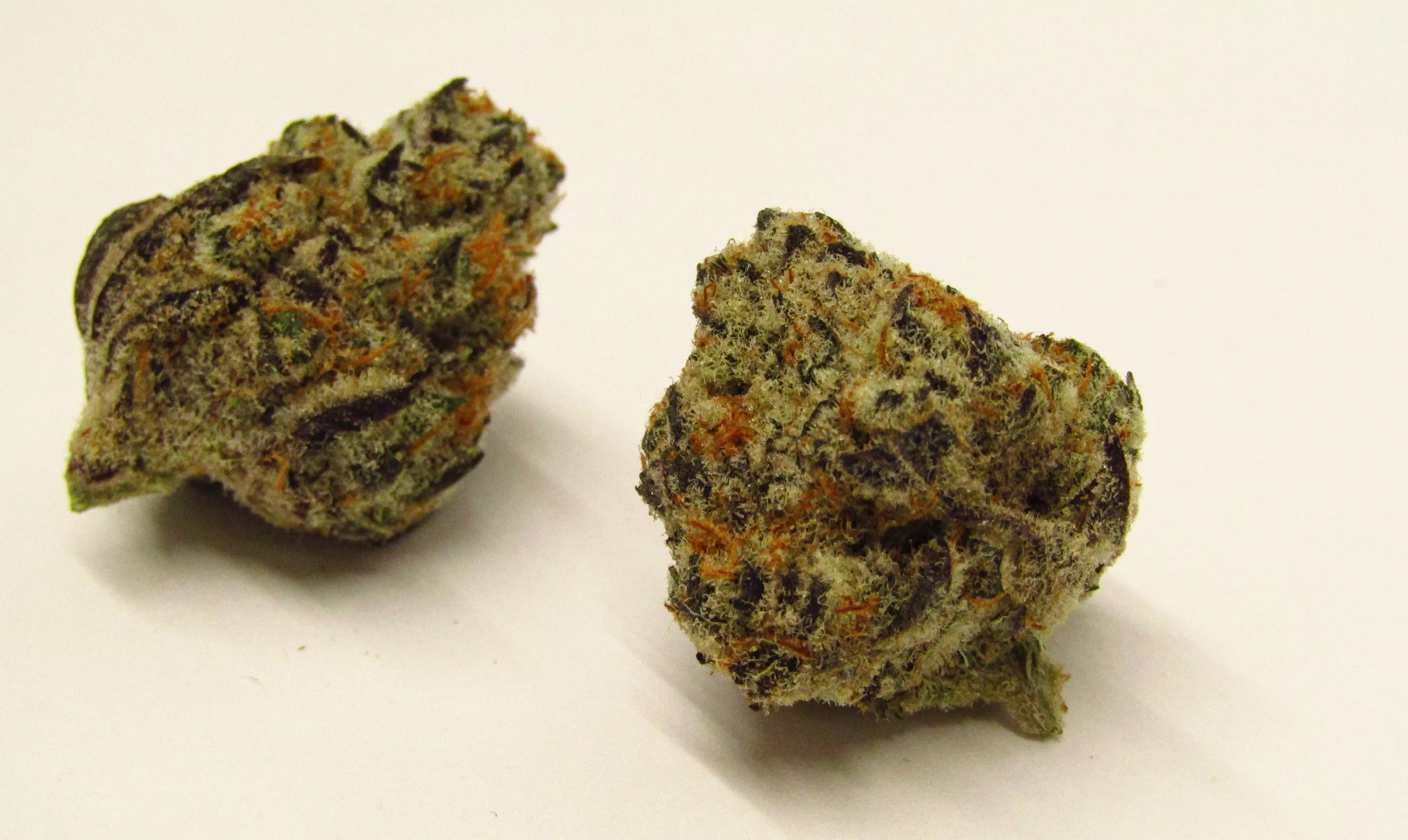 Purple cannabis buds