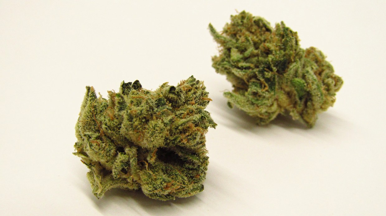 Bright green marijuana buds