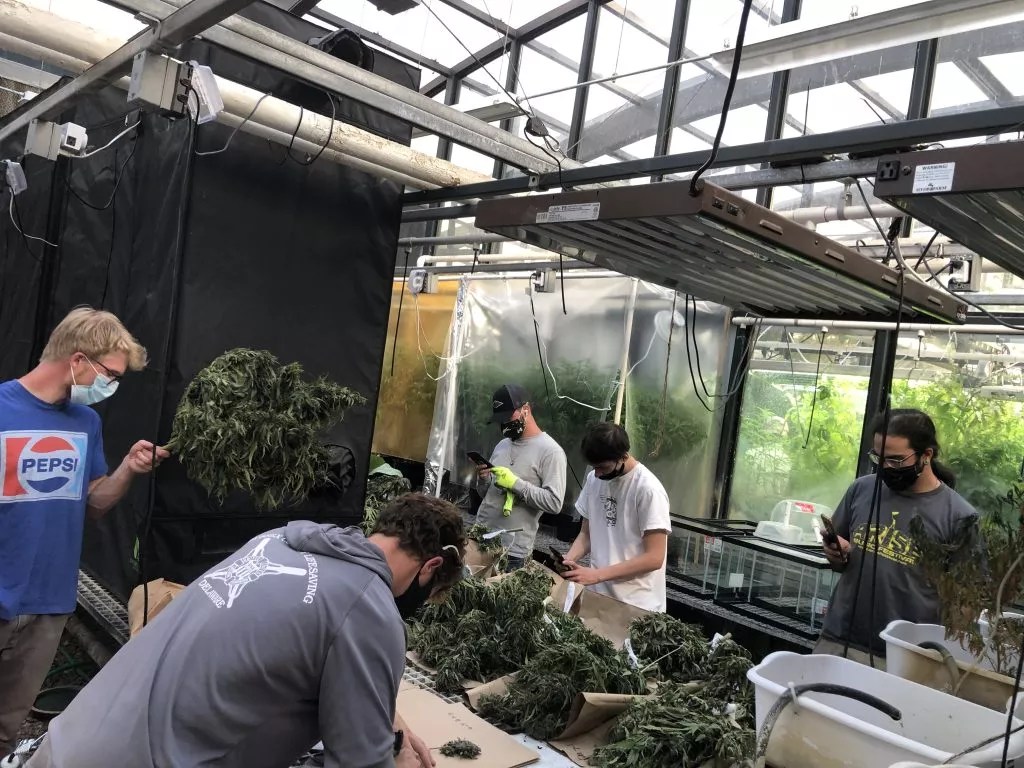 College students work on hemp crops after harvest