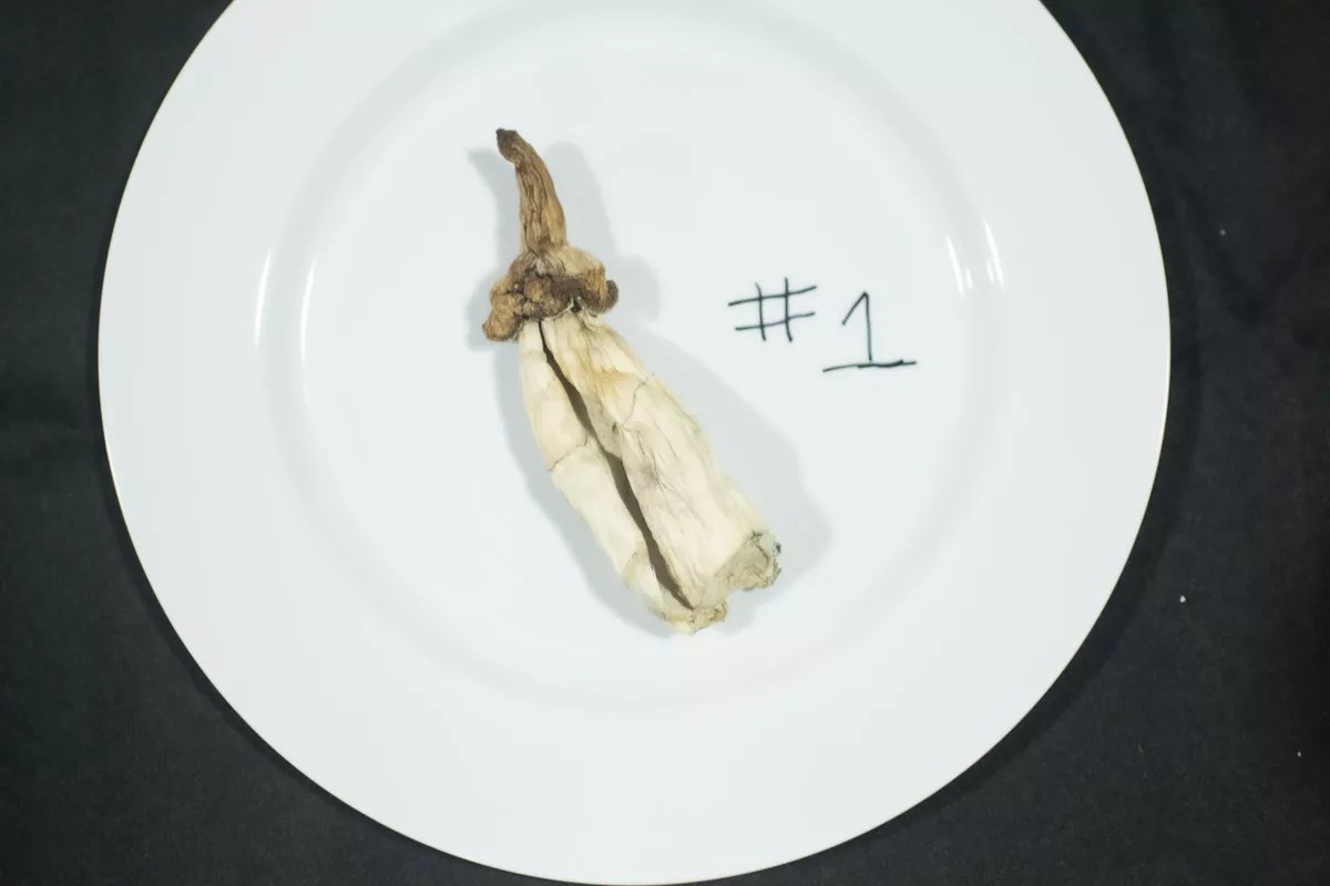 white psychedelic mushroom on a plate