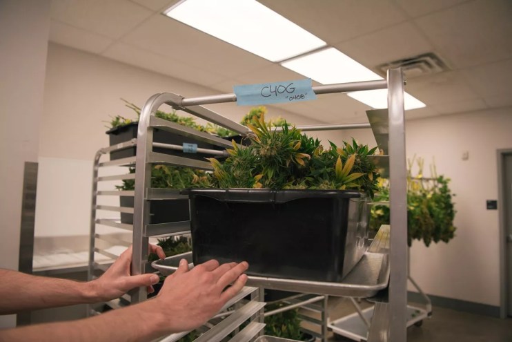 Pair of hands push a tray of marijuana clones