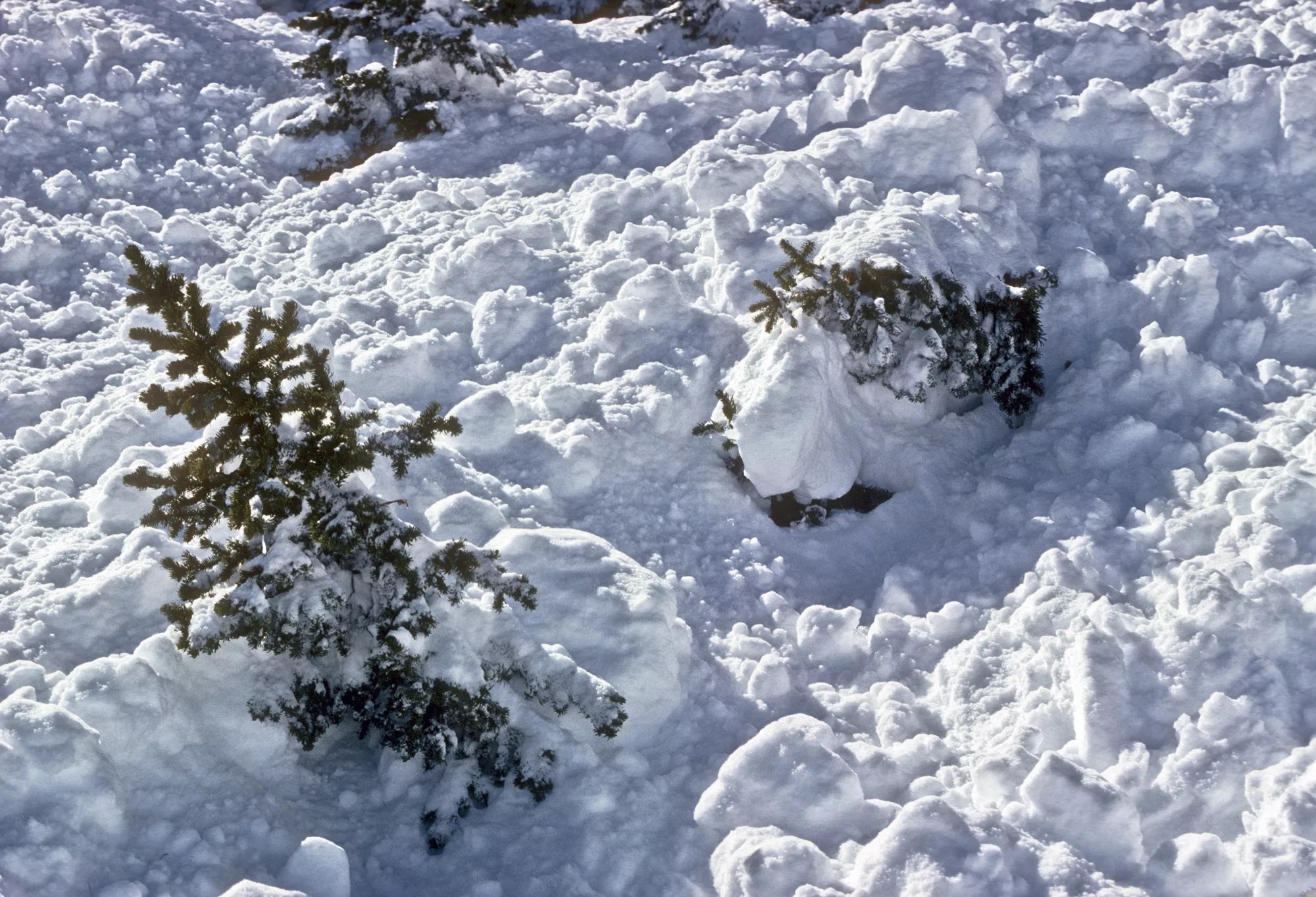 trees in avalanche
