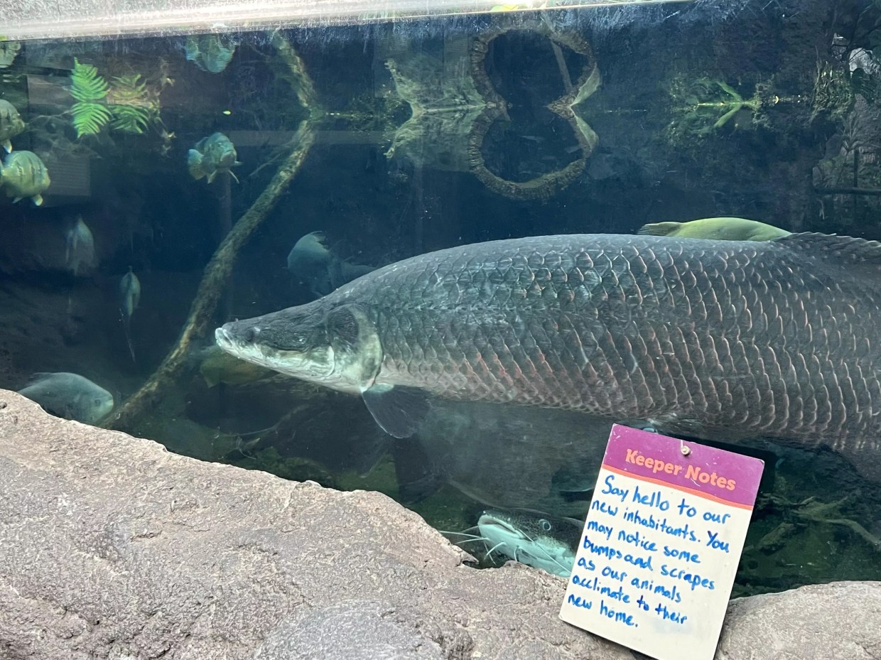 SeaQuest Littleton Animals Rescued by Denver Zoo and Downtown Aquarium