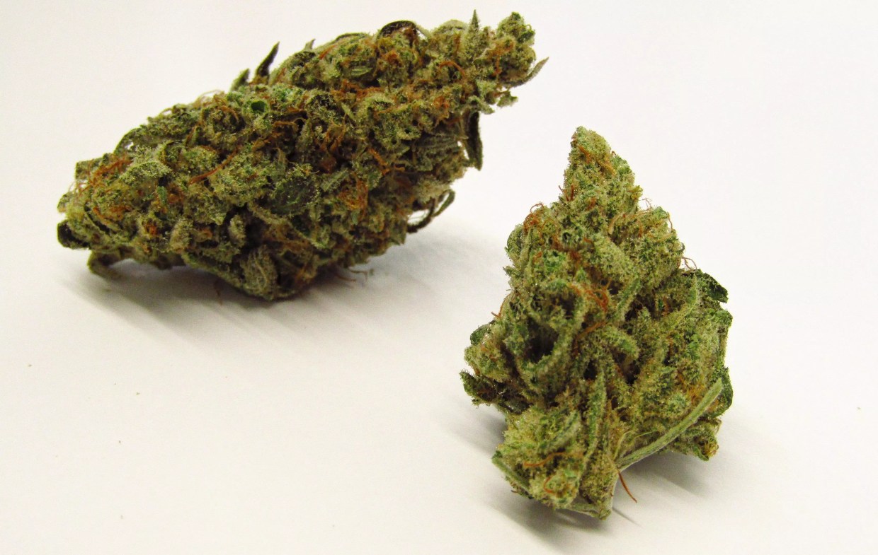 Loose green cannabis sativa buds