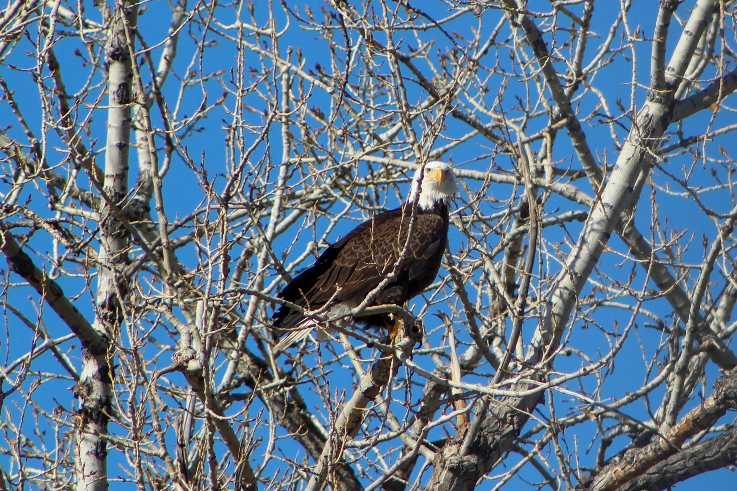 Bald eagle sits in tree branches