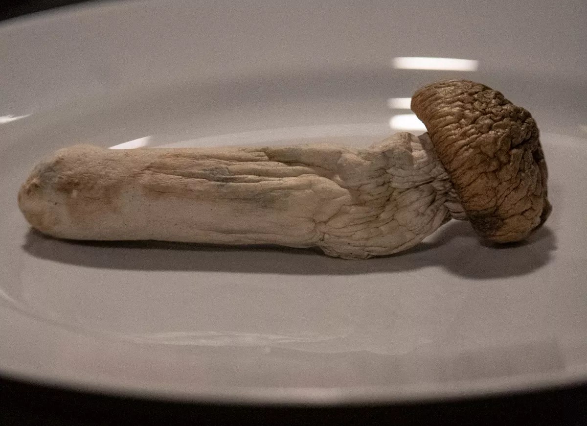 Large magic psilocybin mushroom on a plate