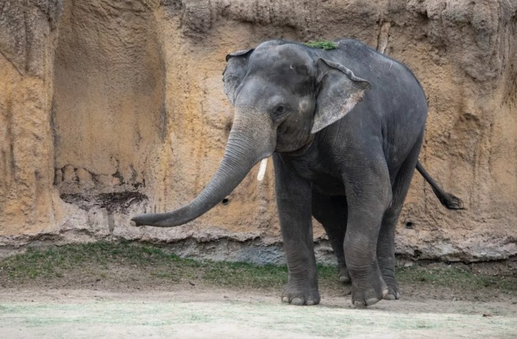 An elephant walking.