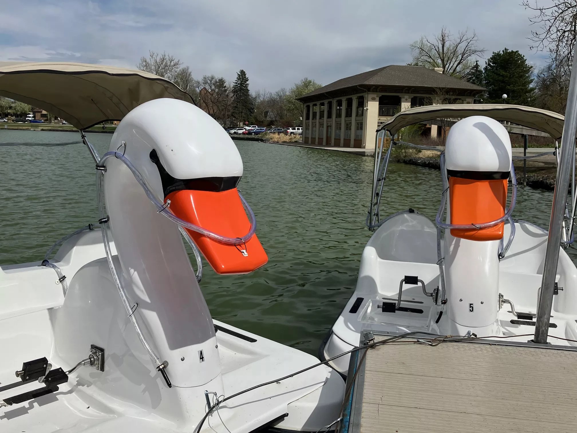 Swan paddle boats in a park lake