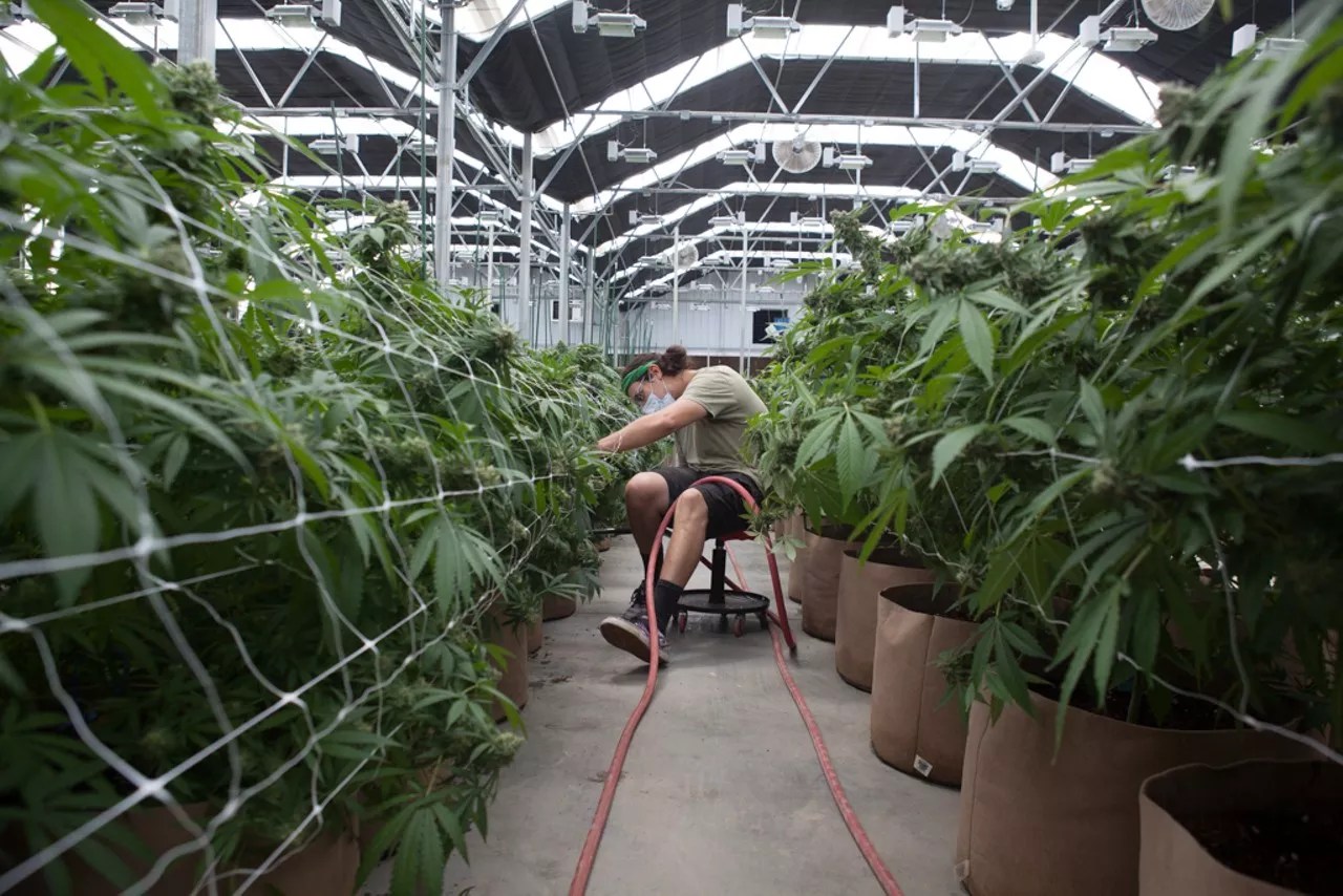 Marijuana grower waters plants