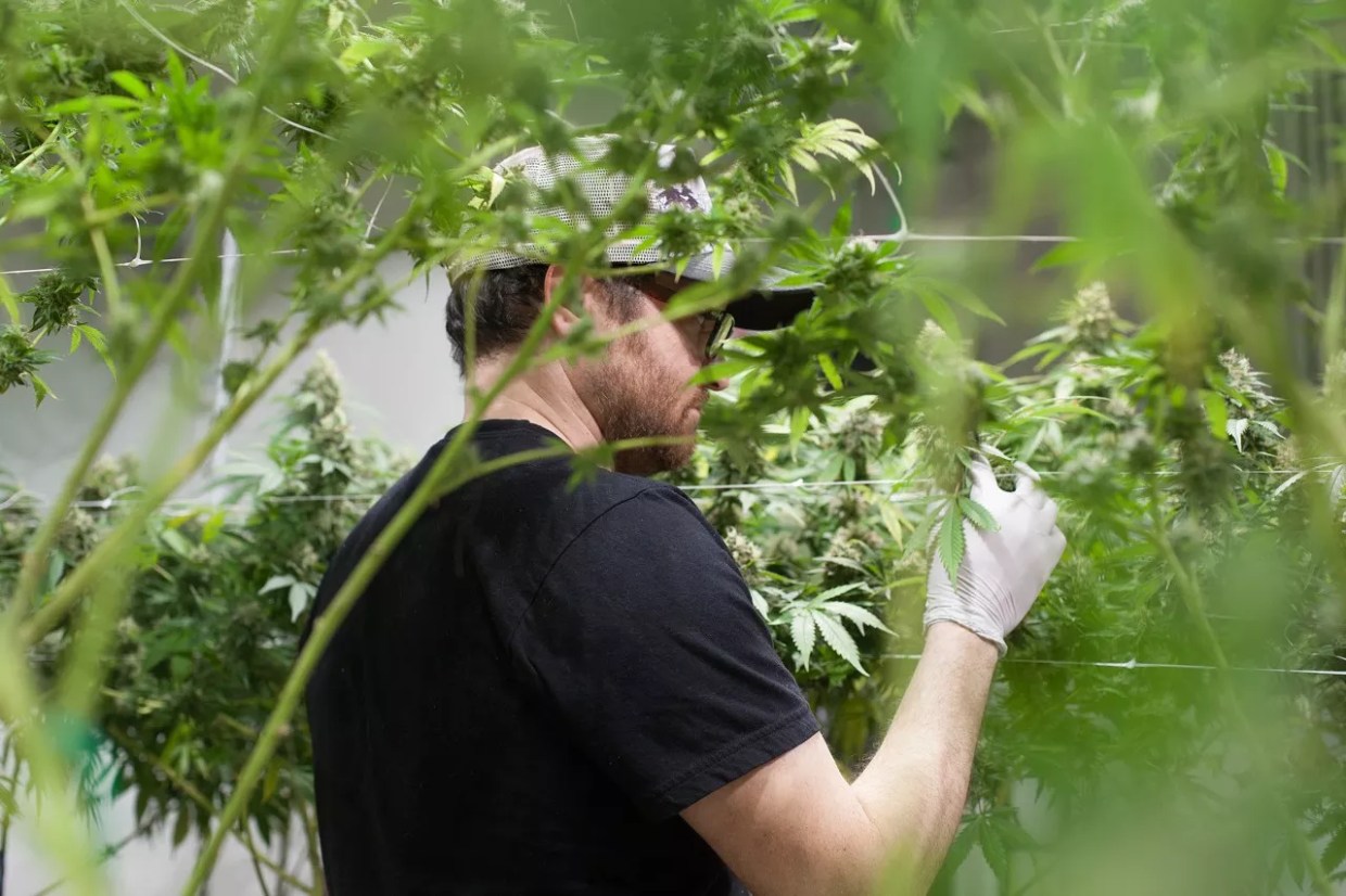 Cannabis grower trims marijuana leaves