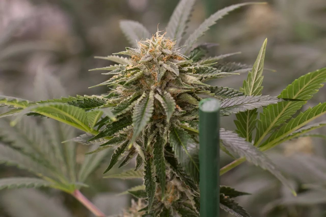 Marijuana bud grown inside