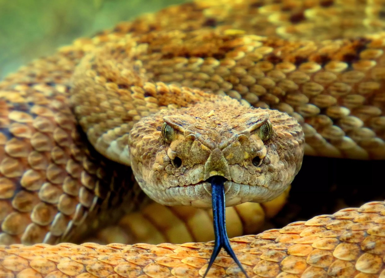 rattlesnake hissing