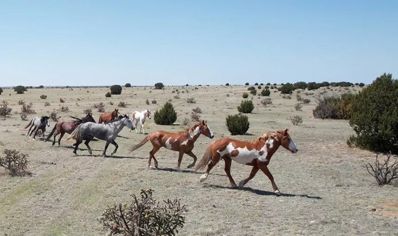 A band of seven mustangs at The Wild Horse Refuge