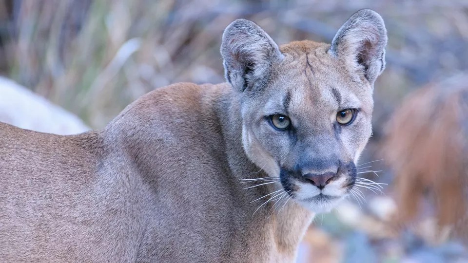mountain lion closeup