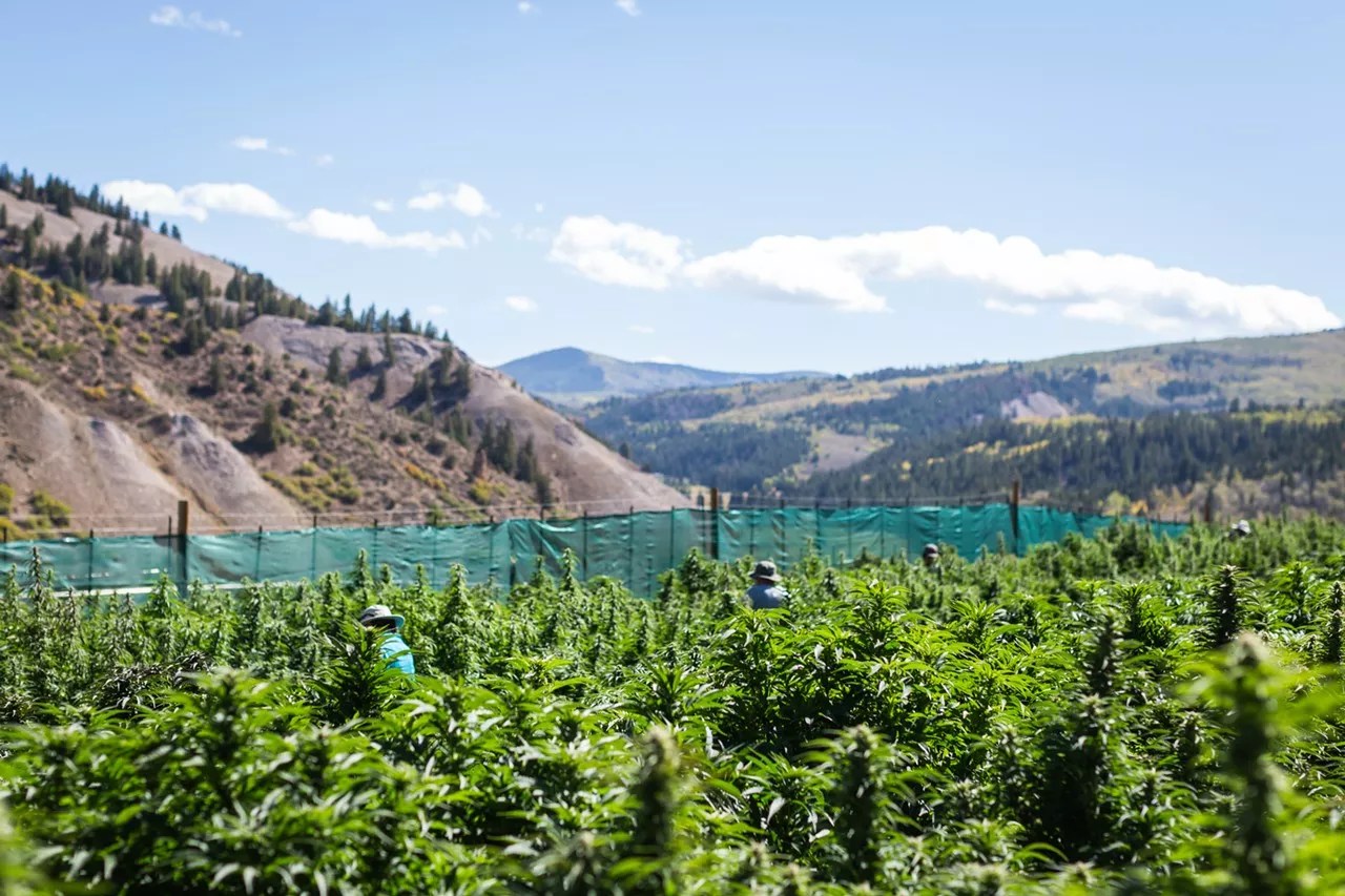 Outdoor marijuana farm