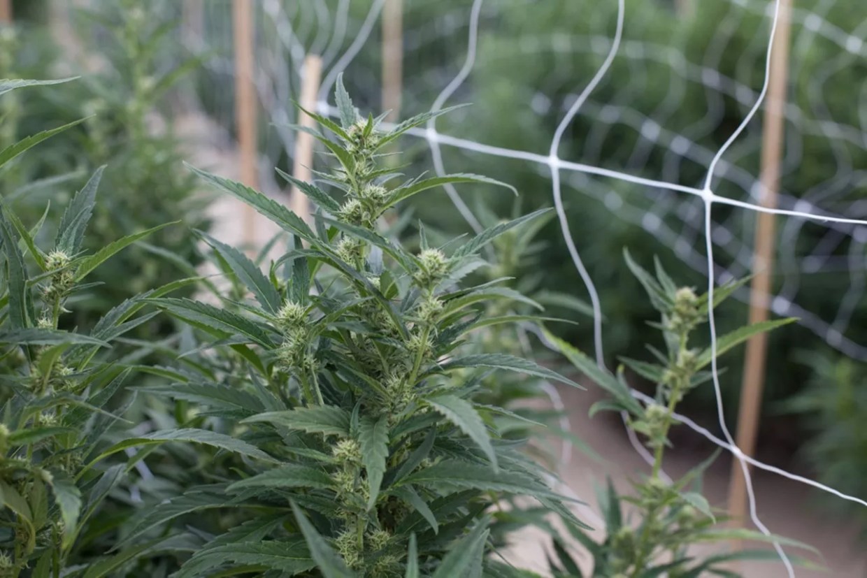 Outdoor marijuana farm