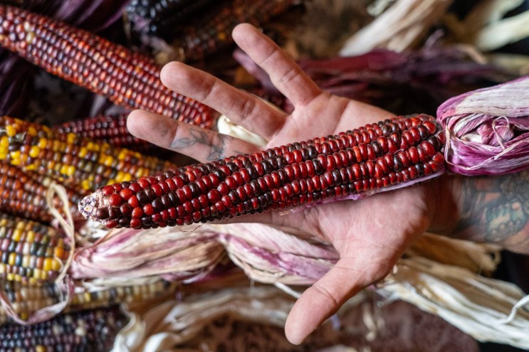 hand holding cob of red corn