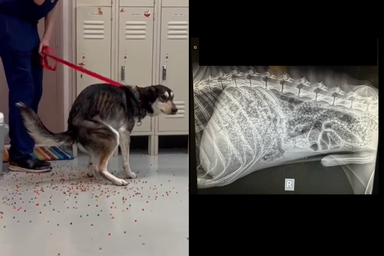The Viral Orbeez Dog Is From Colorado (and Don’t Worry, He’s Okay)
