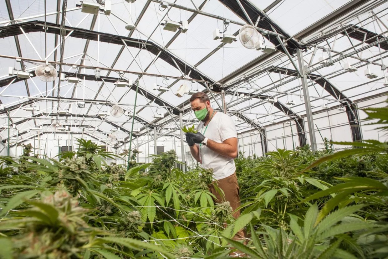 Cannabis grower inspects marijuana leaf