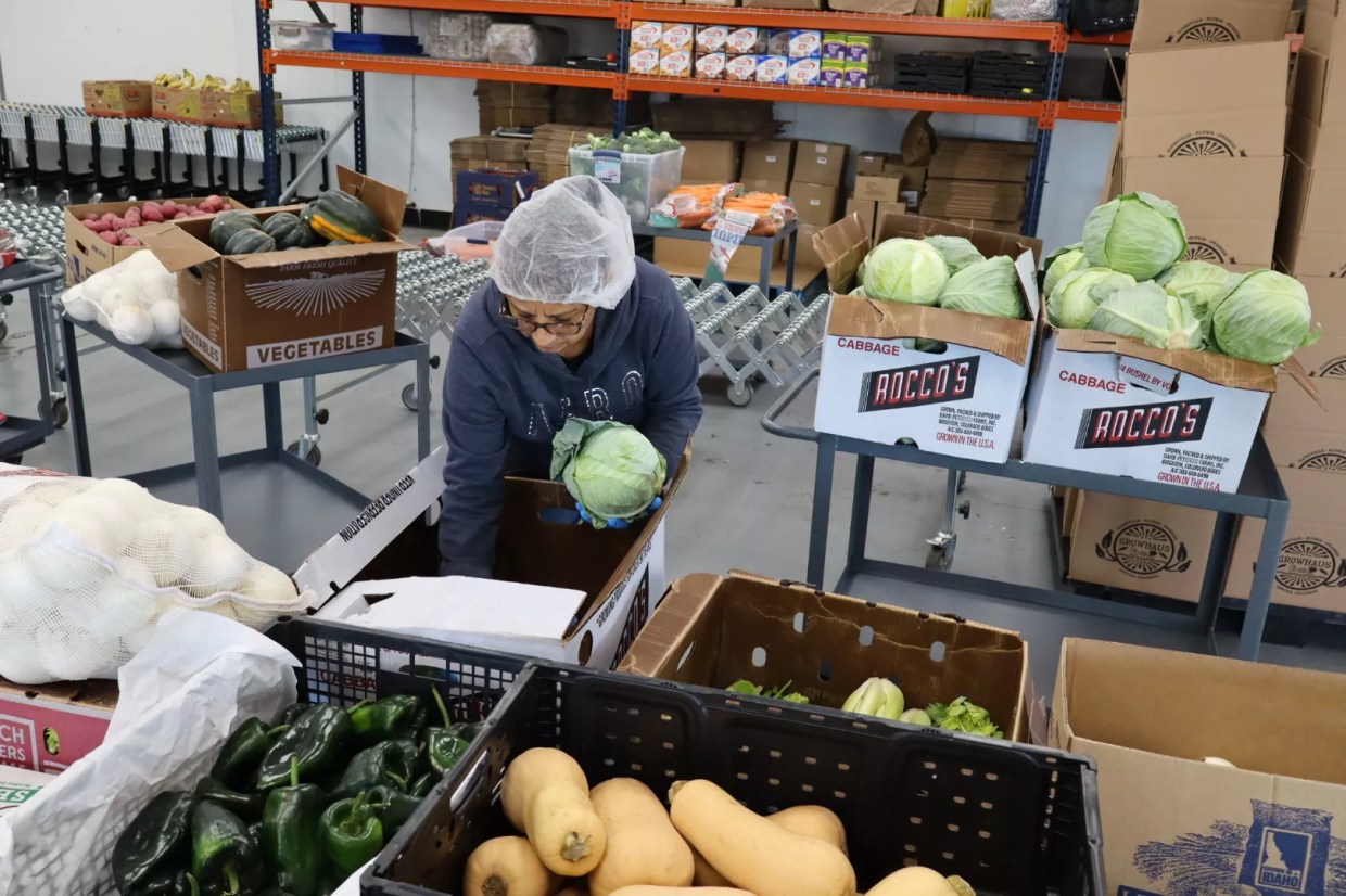 person sorting cabbages into boxes