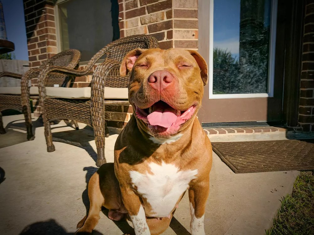 Pitbull sitting in the sun.