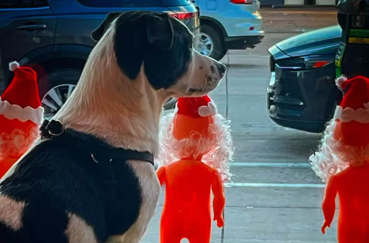 Meet Denver’s Shop Dogs and Cats