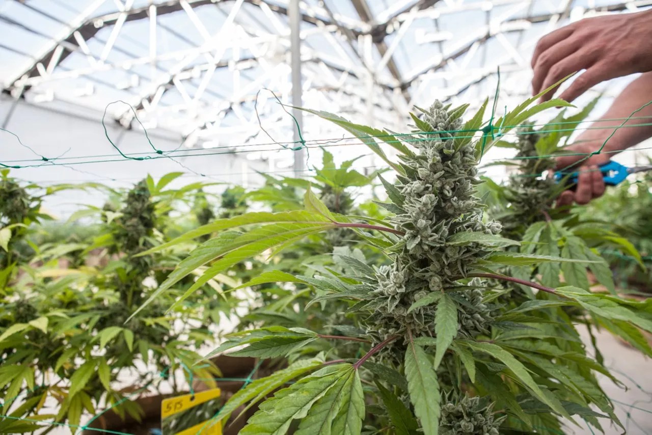 Marijuana plant in green house