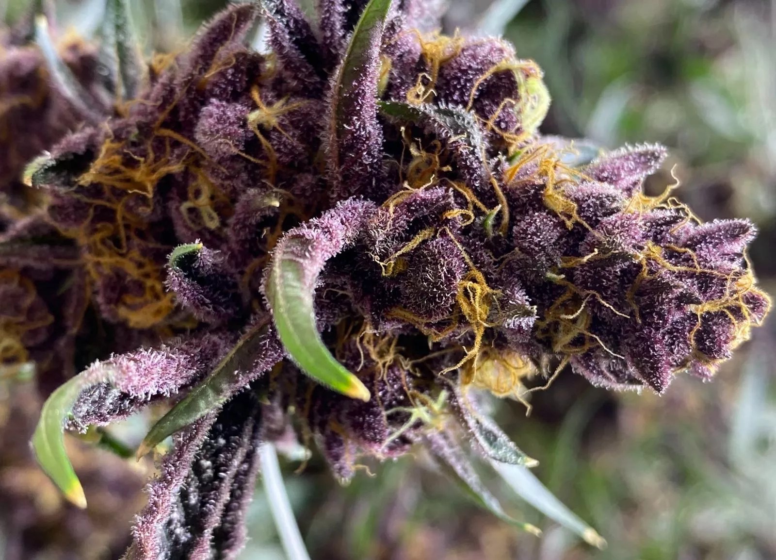 Nightshifter purple marijuana strain