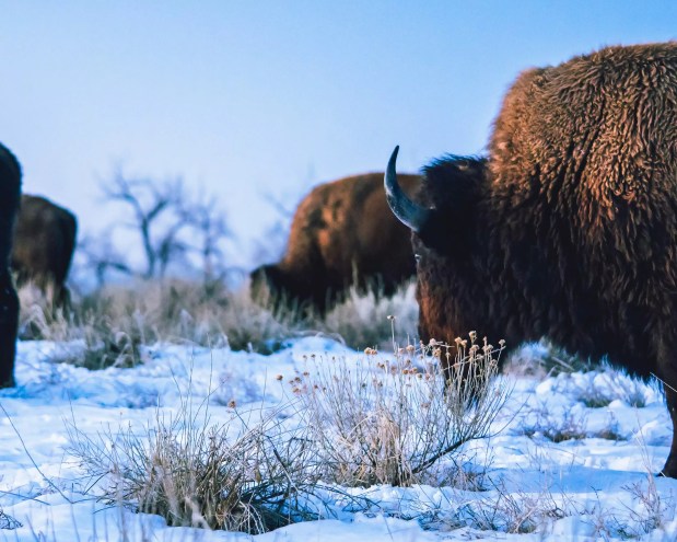 Bison grazing in the snow at the Rocky Mountain Arsenal National Wildlife Refuge