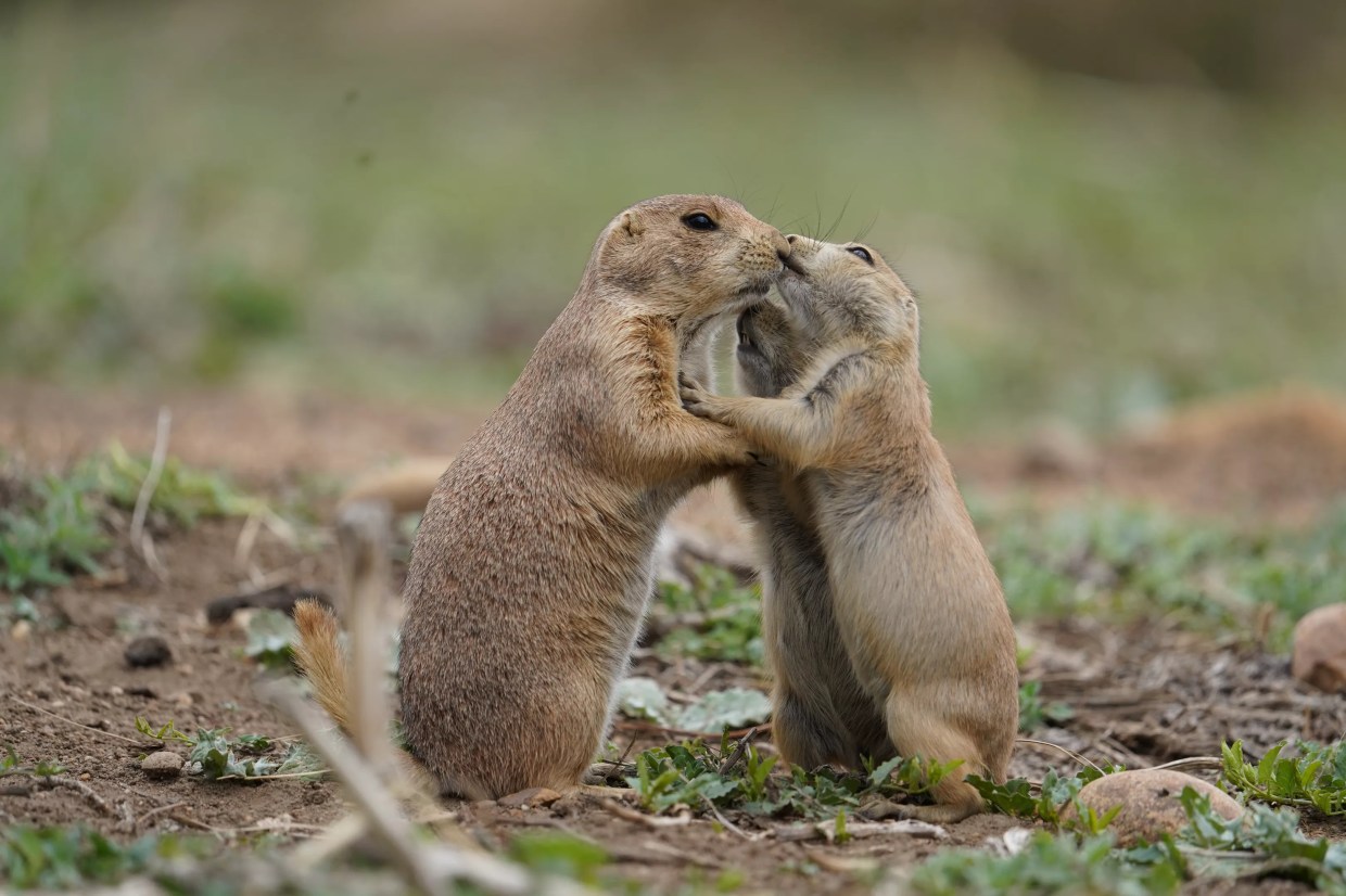 prairie dogs embrace