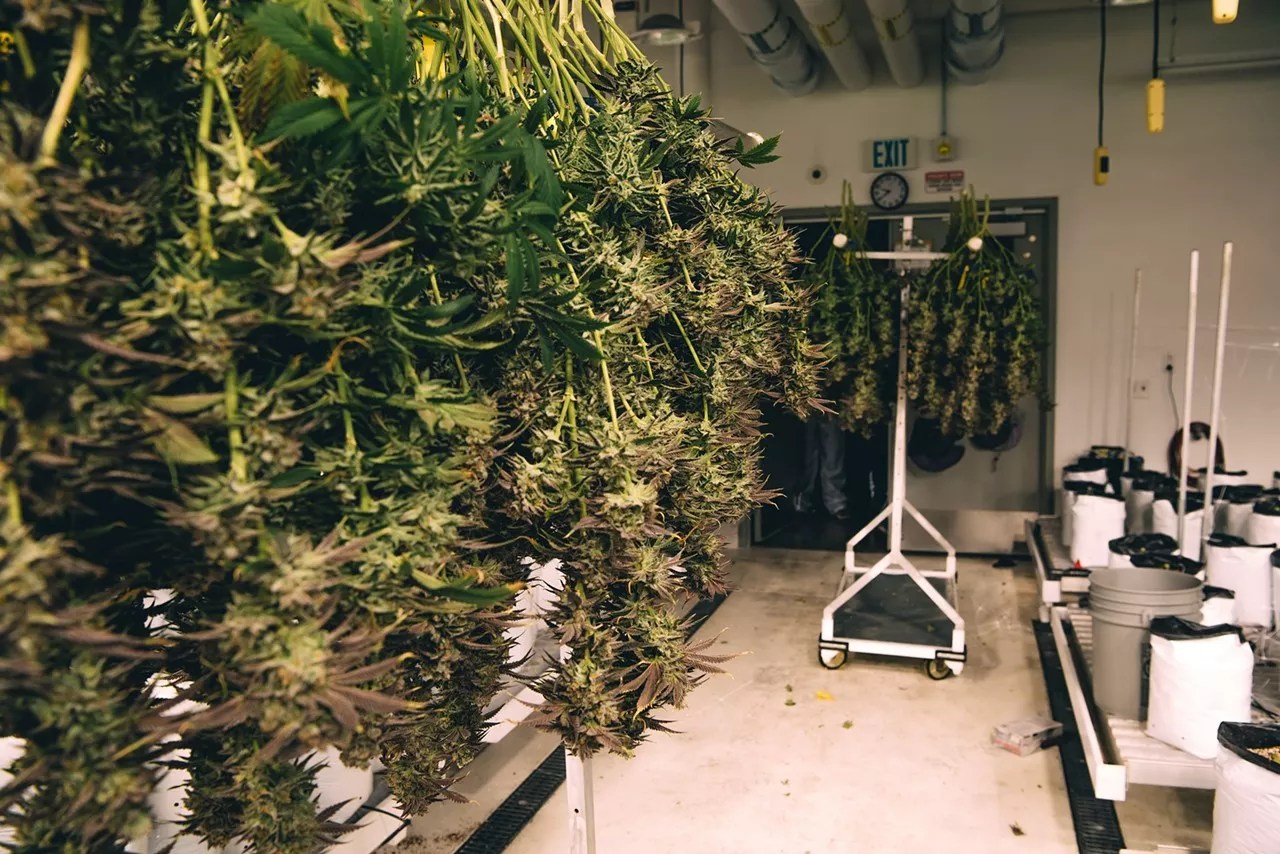 Marijuana buds hang to dry after harvest