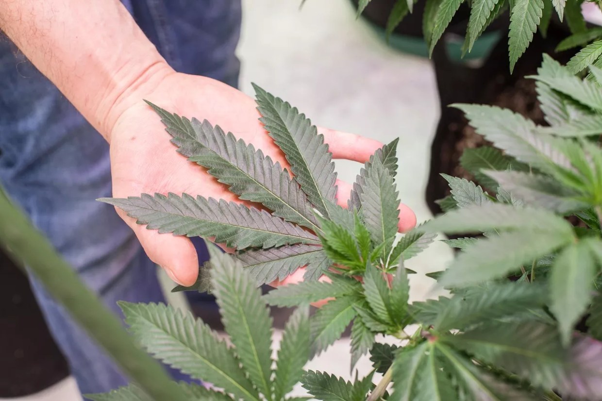 Colorado Bill Aims to Heavily Restrict Legal Weed and Psychedelics, Thin Out Social Equity Funding