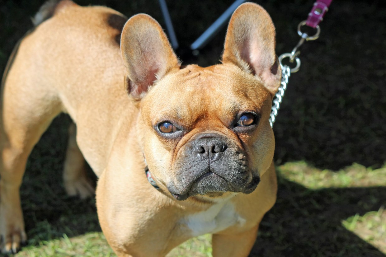 Can You Guess Denver’s Most Popular Dog Breed?