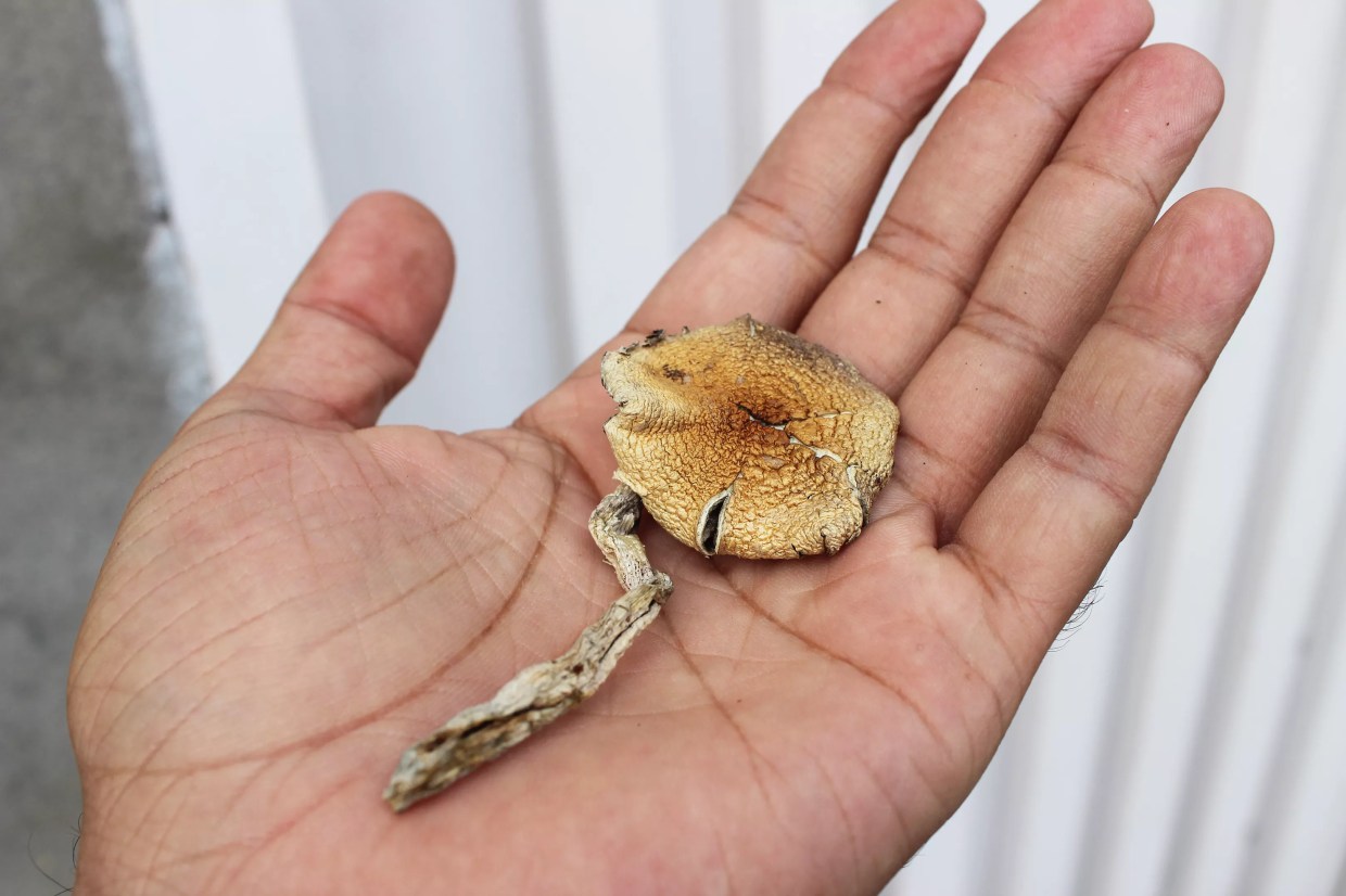Hand holds gold capped psilocybin mushroom