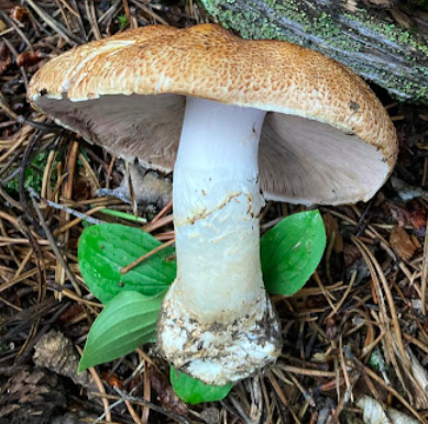 a large white mushroom