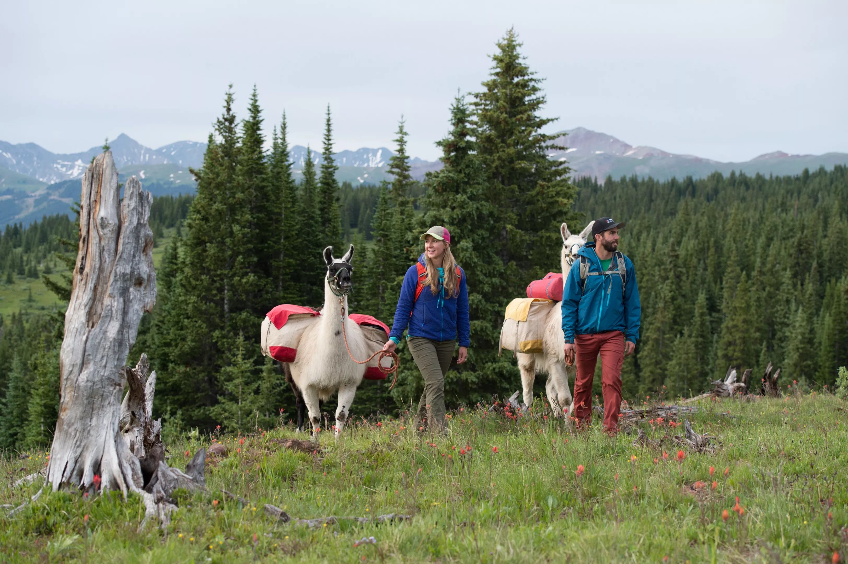 Two hikers on a trail with Paragon Guides' llamas