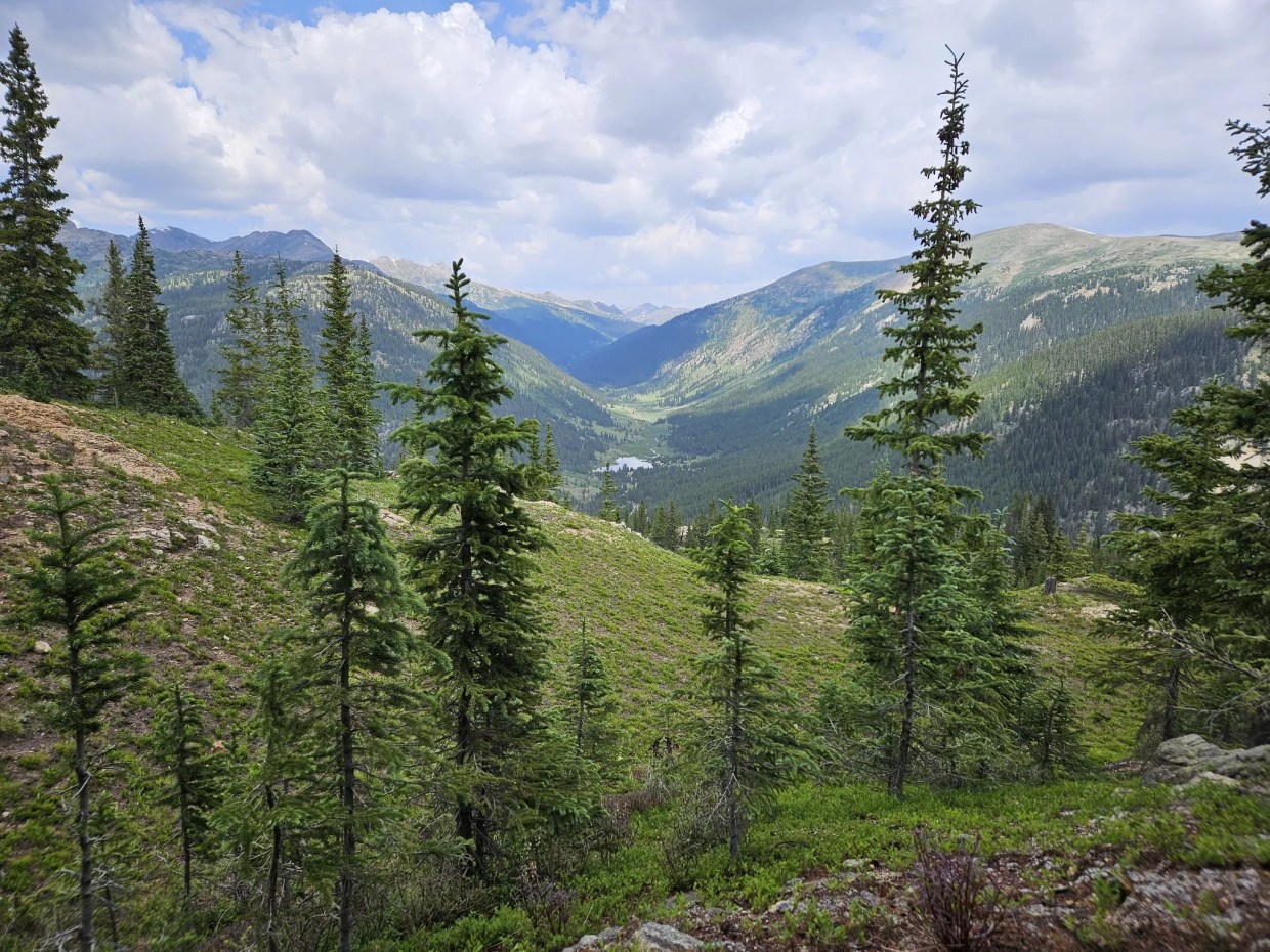 U.S. forest lands and trees in Colorado