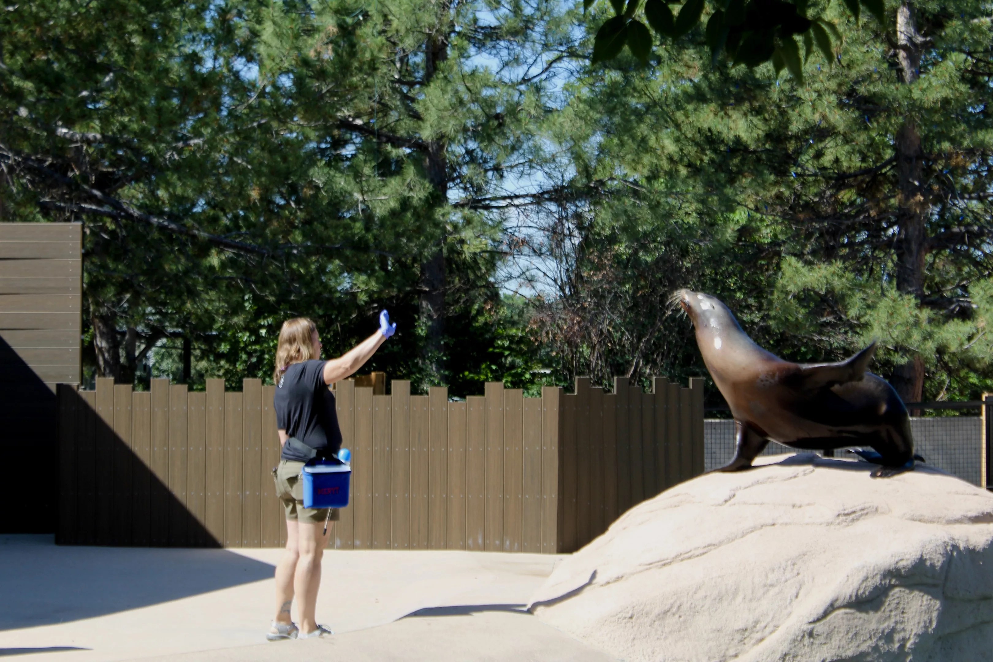 A sea lion sits on a rock