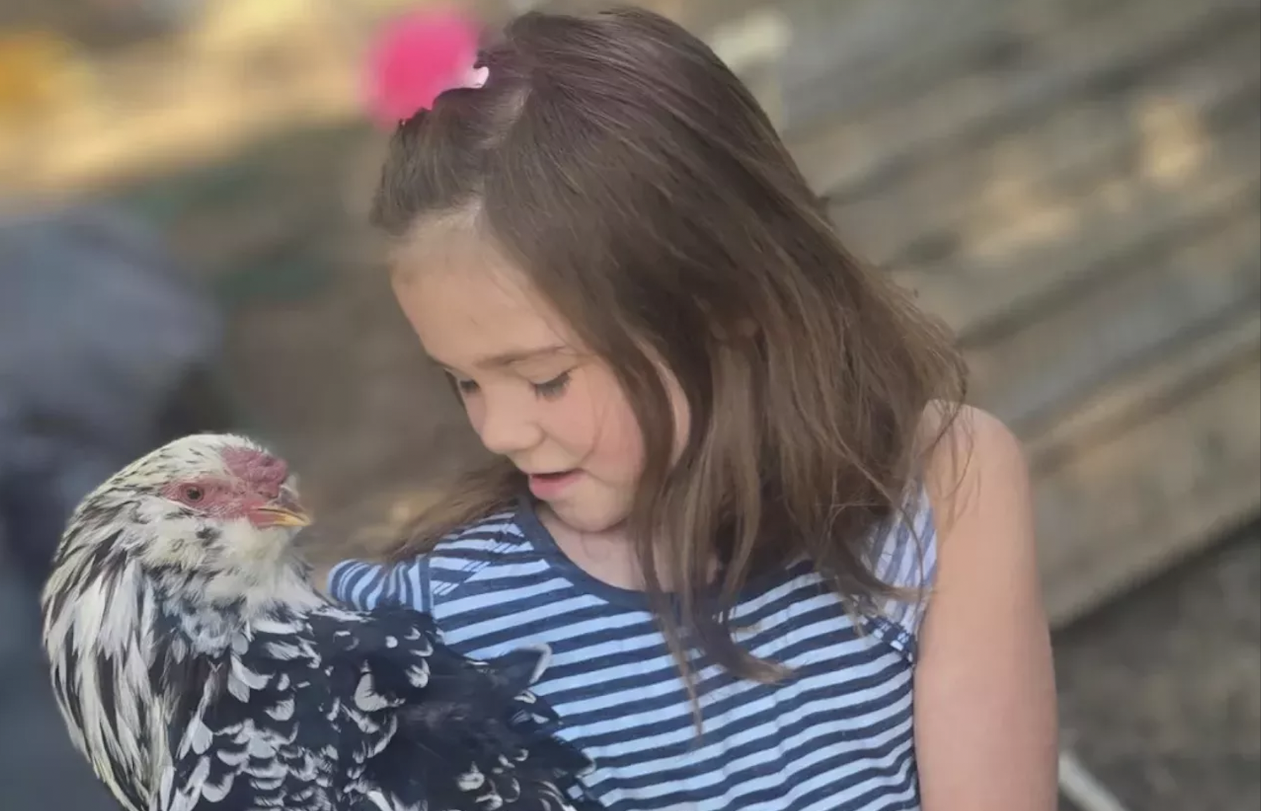 little girl hugs pet rooster