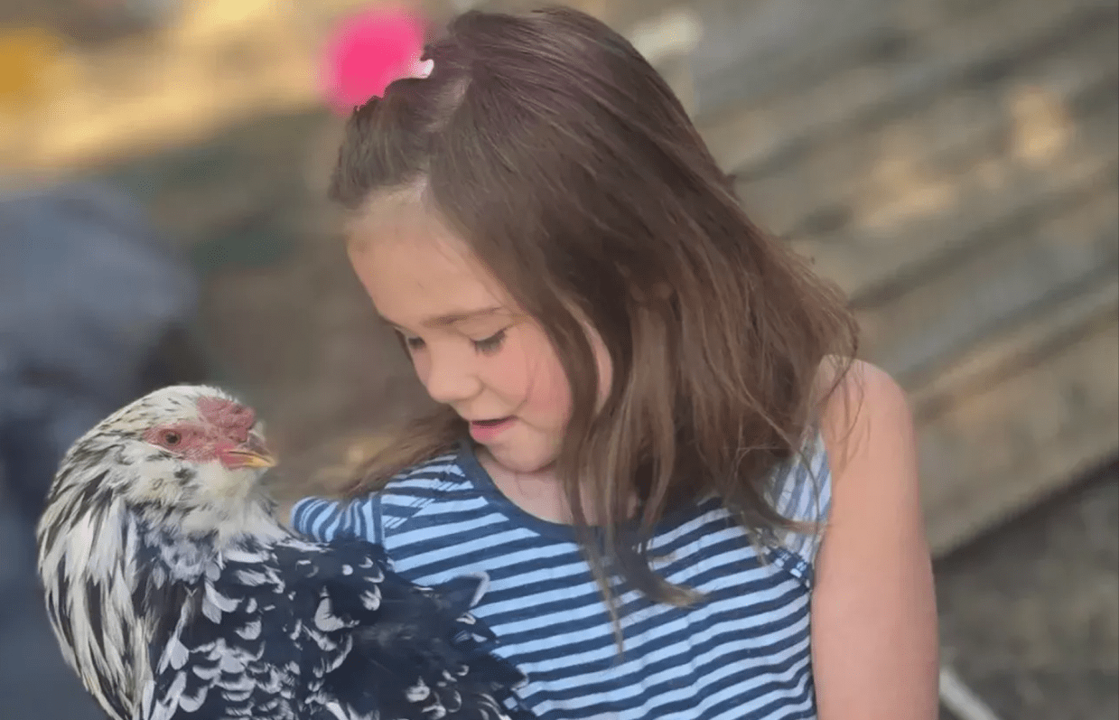 little girl hugs pet rooster
