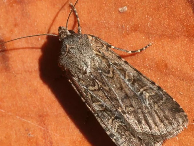 dead miller moth on orange background