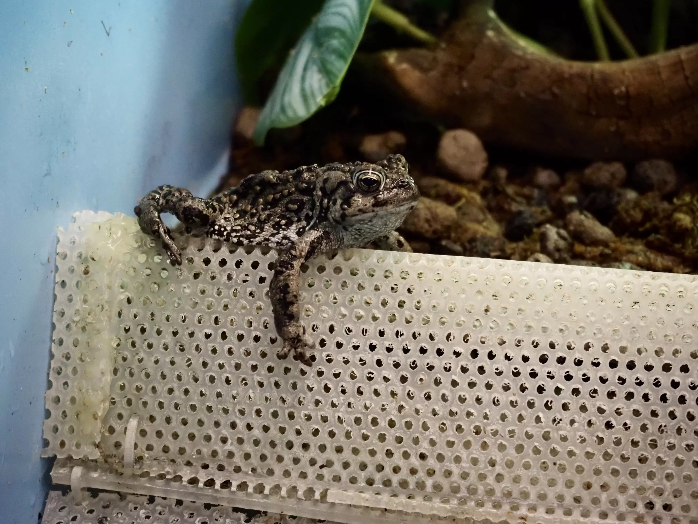 A toad hangs out in a tank