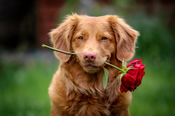 Dog holding a red rose flower in mouth