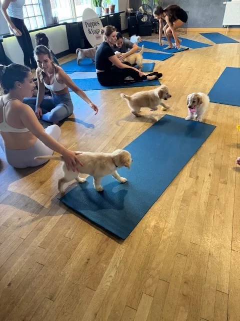 People do yoga while puppies walk around