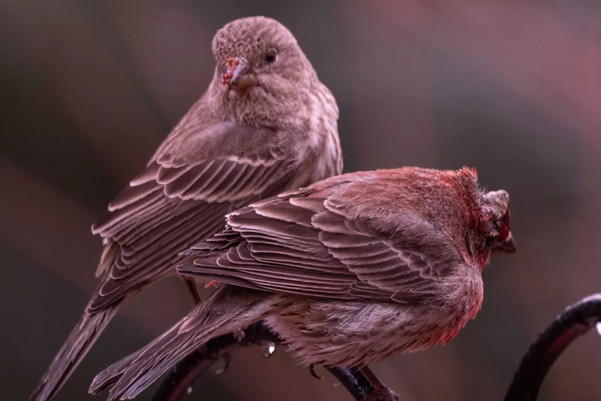 Two finches with avian pox.
