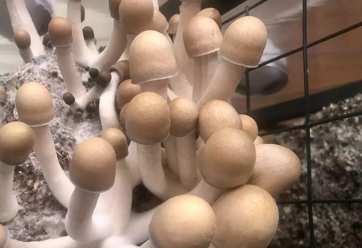 psilocybin mushrooms growing